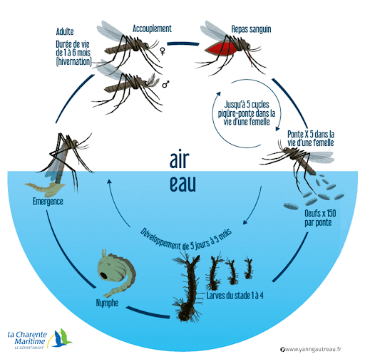 Cycle de vie Moustique Tigre
